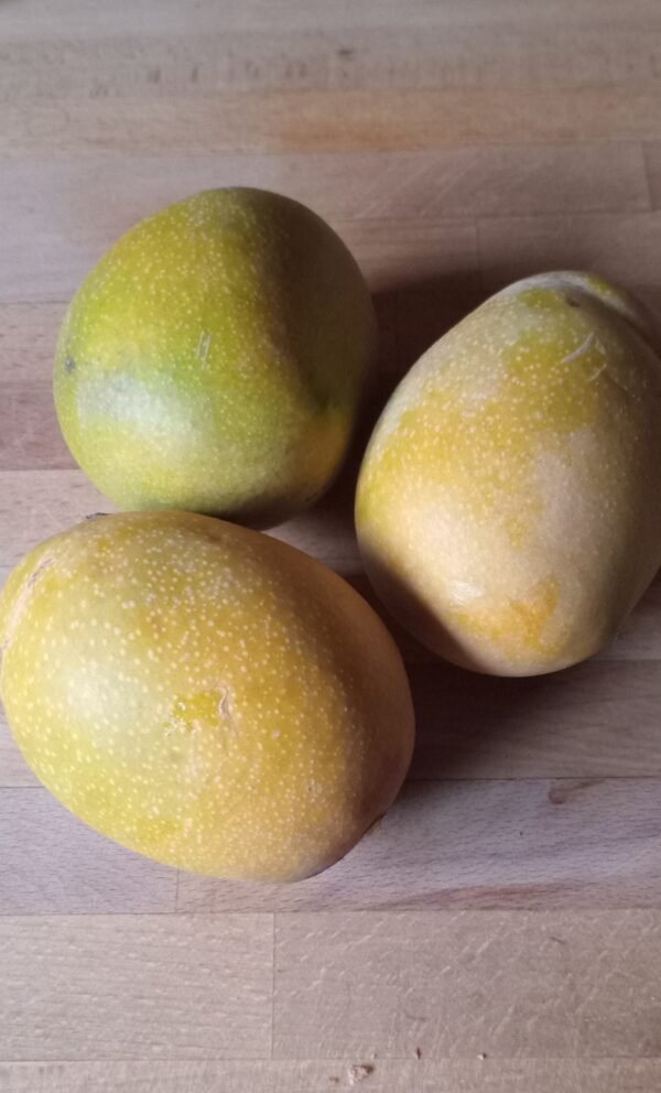 Mango Kensington Pride Small Pack of 3 Spray Free