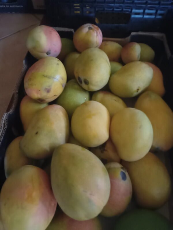 Mango Kensington Pride Spray Free Tray of 20