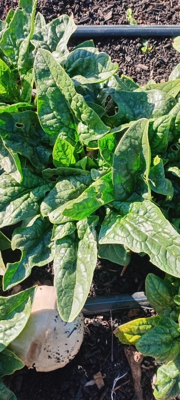 Spinach Leaves Large 100g